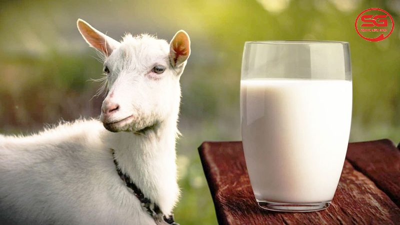 Sữa Lacti Gold có tất cả bao nhiêu loại?